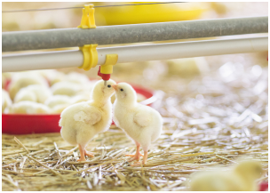 Alita Smart Poultry: Poultry Farmer Smart Solution